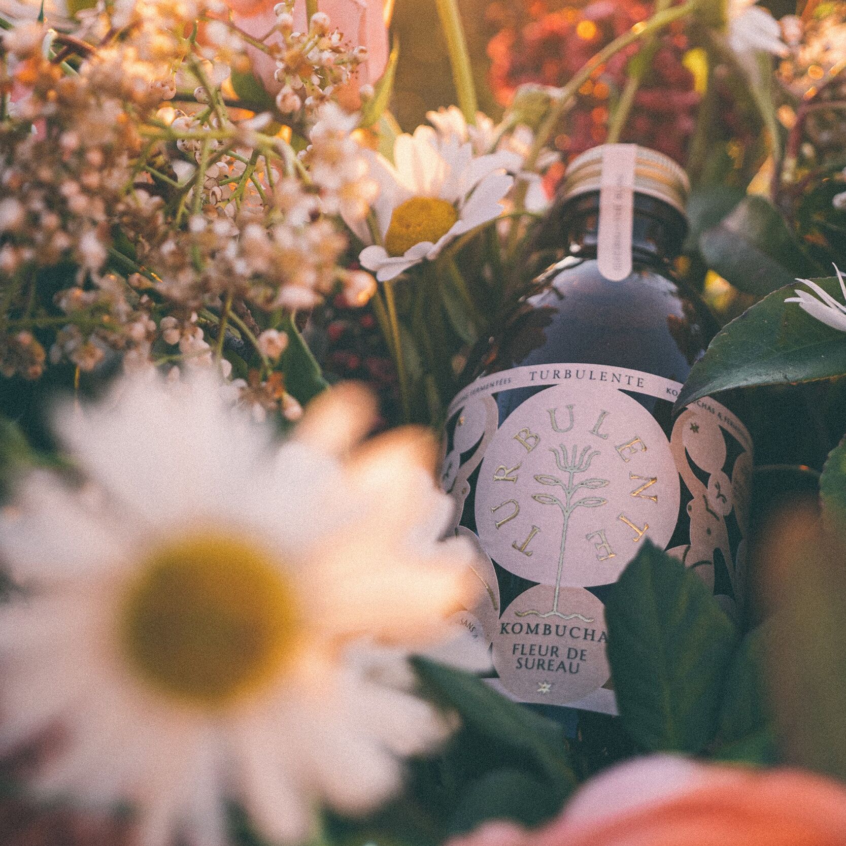 Kombucha Fleur de Sureau & Thé Blanc, Bio, Pays Basque, 30CL